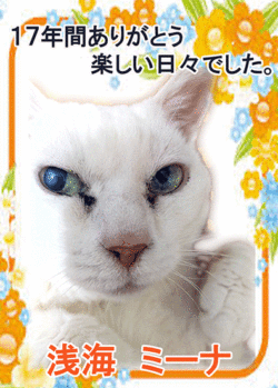 猫のミーナちゃんの写真のメモリアルプレートが出来ました。