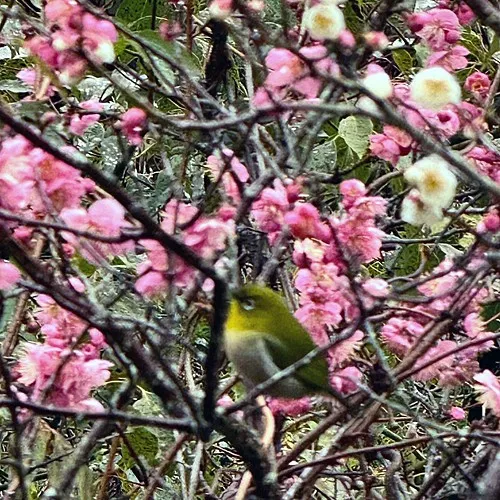 春の訪れを告げる鶯の鳴き声と、水仙の花の香りが漂う神戸住吉ペ...