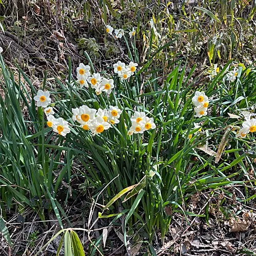 春の訪れを告げる鶯の鳴き声と、水仙の花の香りが漂う神戸住吉ペ...