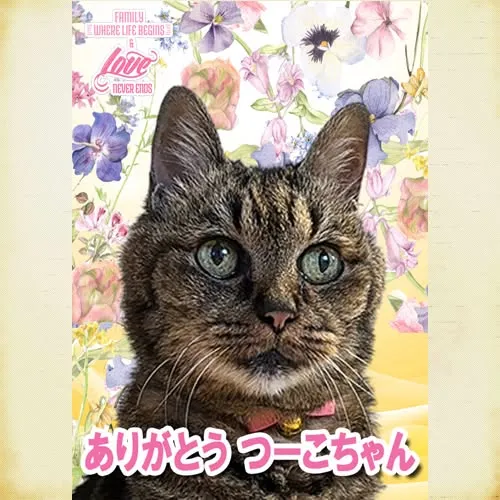 つーこちゃんのメモリアルプレートが出来ました｜神戸市のペット火葬サービス