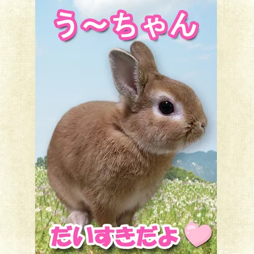 愛するペットとの別れはいつも心に残るものです。