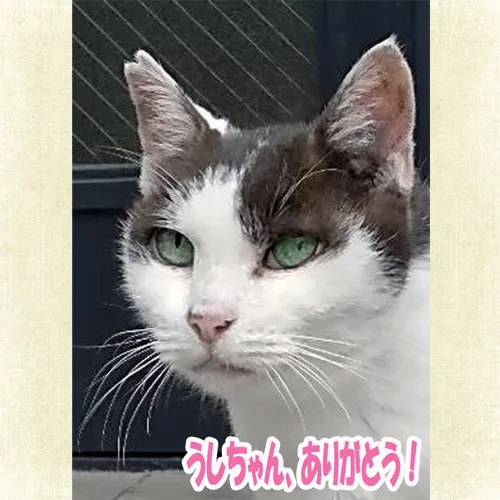 猫のうしちゃんの写真付きプレートが出来ました｜記憶を永遠に