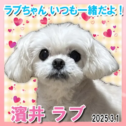 マルチーズのラブちゃんがもたらしてくれた数々の大切な思い出を...