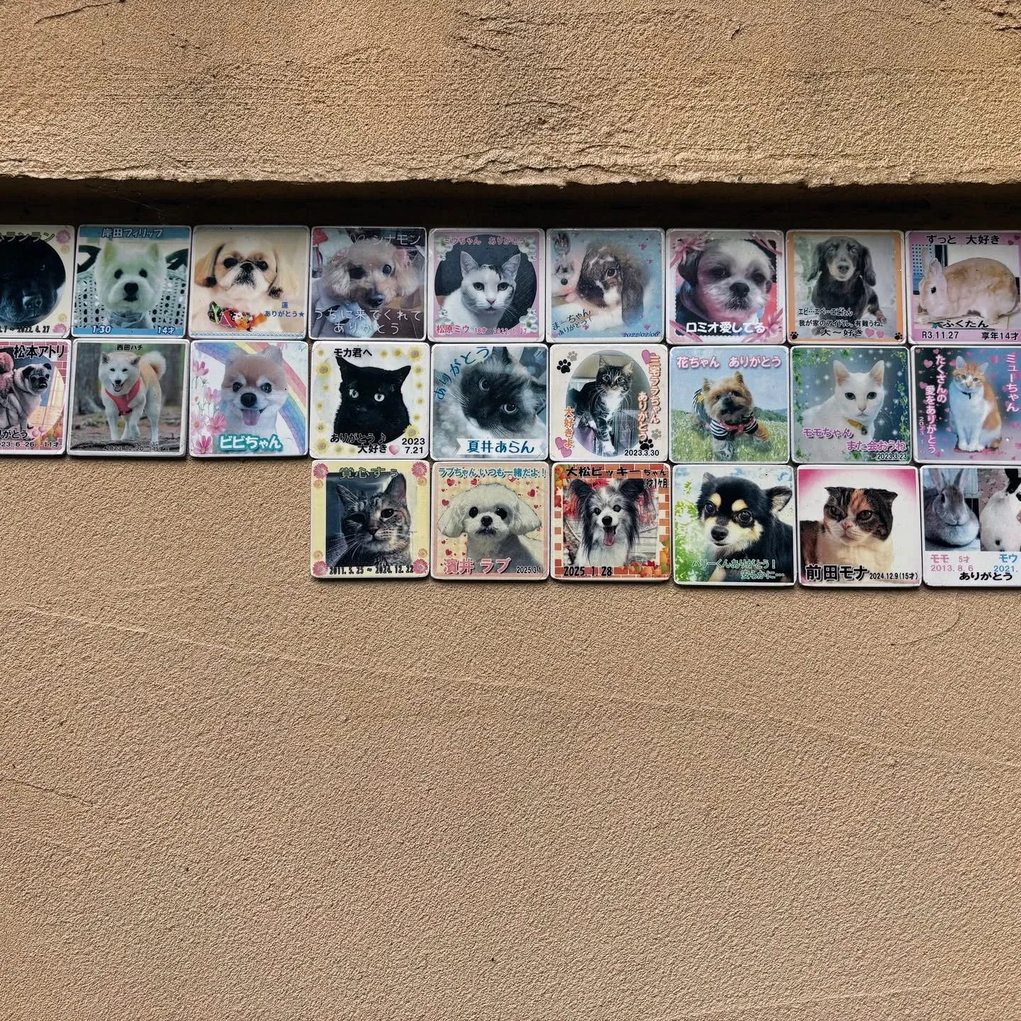 マルチーズのラブちゃんがもたらしてくれた数々の大切な思い出を...