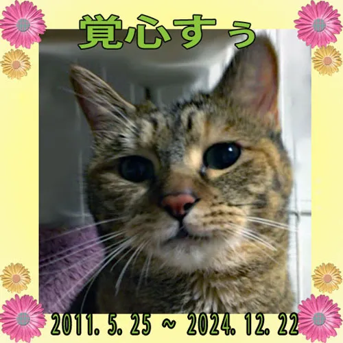 すぅちゃんのメモリアルプレート｜ペットと永遠の思い出を