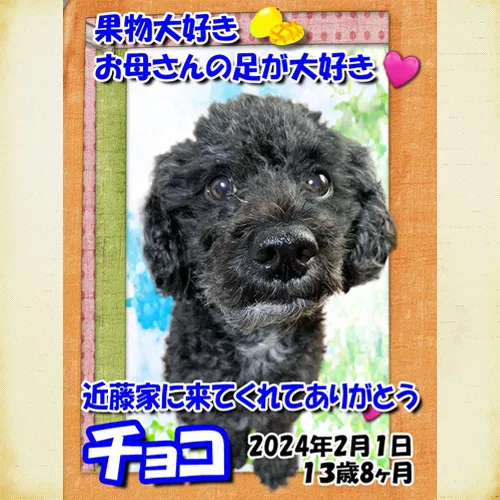 本日は愛しいトイプードルのチョコちゃんのメモリアルプレートが...