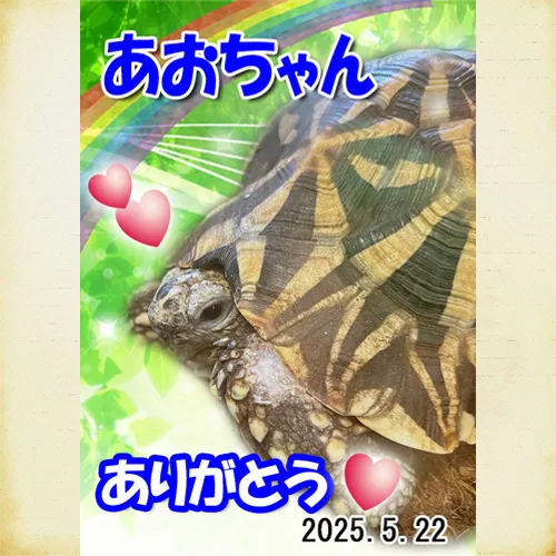 亀のあおちゃんのために特別なメモリアルプレートが完成いたしま...