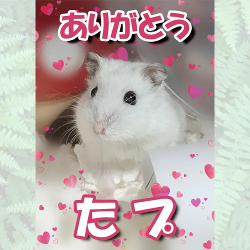 たプちゃんのお写真を刻んだメモリアルプレートが完成しました。｜神戸のペット火葬