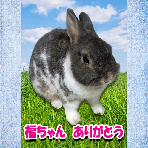 福ちゃんの思い出をいつまでも心に刻むために、素敵なメモリアル...