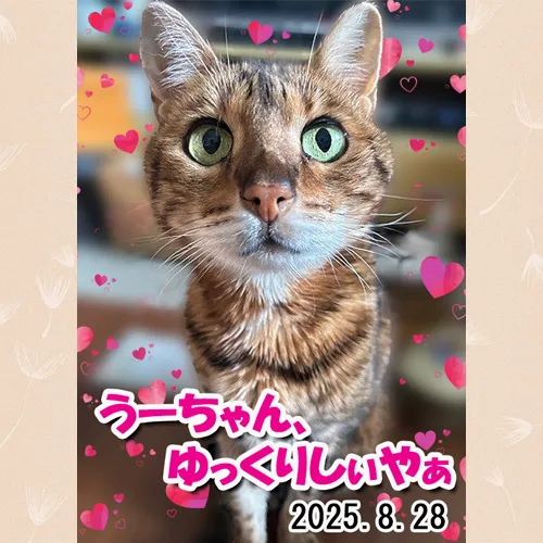 猫のうーちゃんのメモリアルプレートが出来ました。