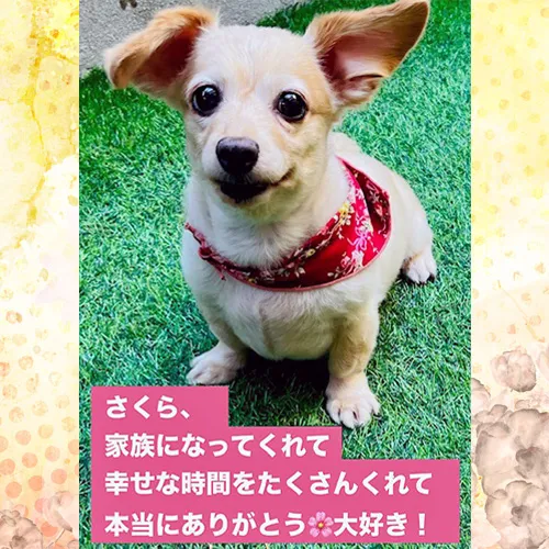 ペットは私たちの家族の一員です。