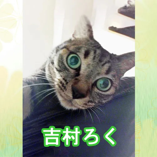 愛猫ろくちゃんのメモリアルプレート完成｜神戸のペット火葬