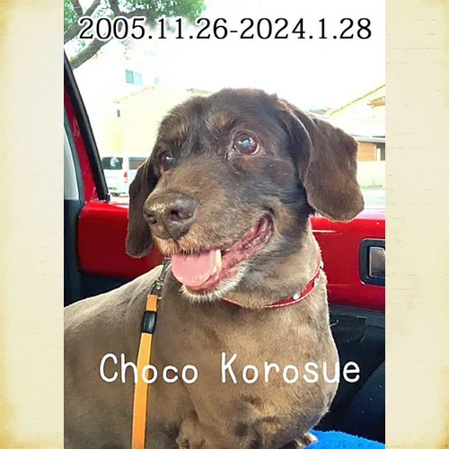 ミニチュアダックスChocoちゃんのメモリアルプレートが出来ました。