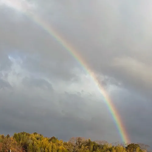 ペット霊園にて、ミニチュアダックスのChocoちゃんのメモリ...