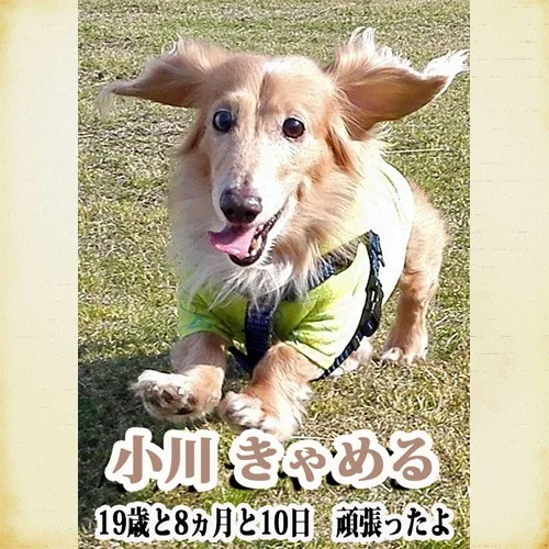 ミニチュアダックスのきゃめるちゃんのメモリアルプレートが出来...