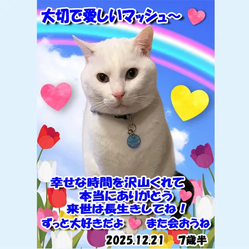 猫のマシュマロちゃんが心の中で永遠に生き続ける、特別なメモリ...