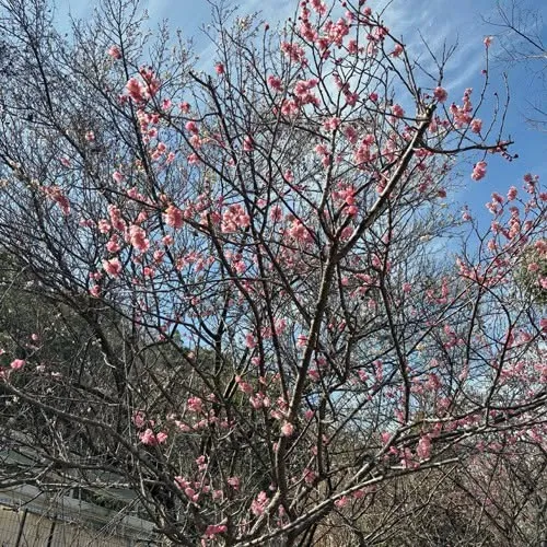 大切なペットの供養を心を込めてお手伝いさせていただいておりま...