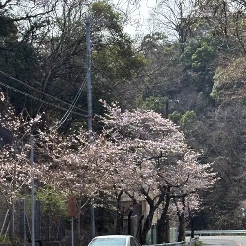 先週行われた慰霊祭、そして昨日の埋葬日には、温かい陽気と共に...
