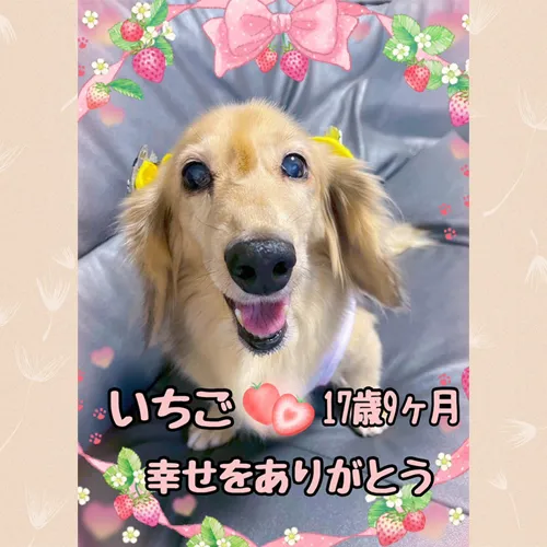 ミニチュアダックスのいちごちゃんの思い出を形に――私たちのペ...