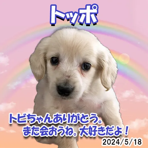 トッポちゃんとプリッツちゃんの写真のメモリアルプレートをおつ...