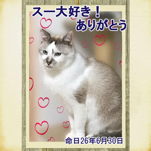 スーちゃんのことを讃える特別なメモリアルプレートが完成しまし...