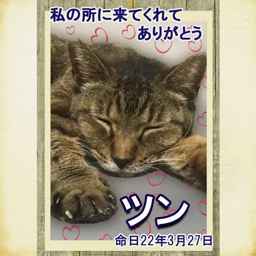 スーちゃんのことを讃える特別なメモリアルプレートが完成しまし...
