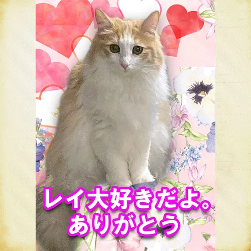 愛猫レイちゃんに思いを馳せて。