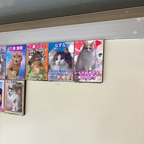 愛猫レイちゃんに思いを馳せて。