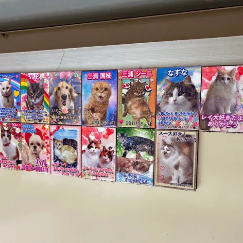 猫好きな皆様へ。