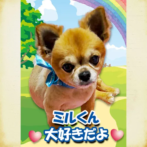 チワワのミルちゃんのメモリアルプレートが出来ました。